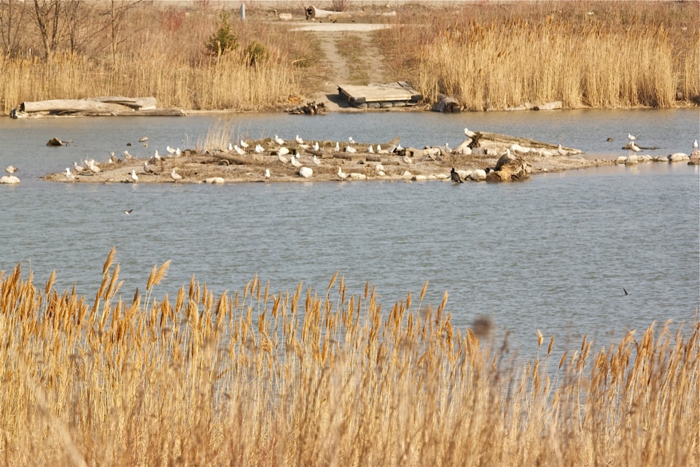 Migrating shorebirds in the marshlands 
