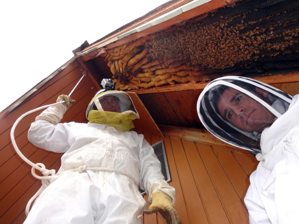 Utah cabin held 60,000 bees