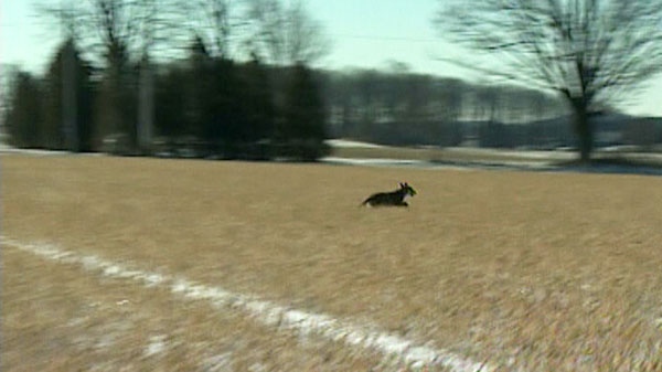 A coyote is seen in Cambridge, Ont. in this undated image taken from video.