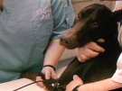 A Kingsville dog gets tested for Lyme disease in Kingsville, Ont., on Tuesday, May 7, 2013. (Sacha Long / CTV Windsor) 