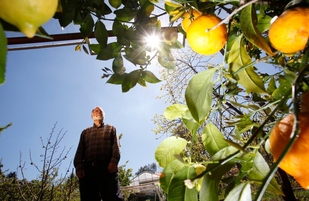 Warmer winters mean more lemons in B.C.