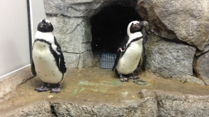 The African black-footed penguins were publicly introduced May 10, 2013 at the Assiniboine Park Zoo. 