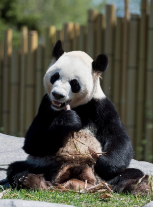 Chinese Pandas Make Official Debut