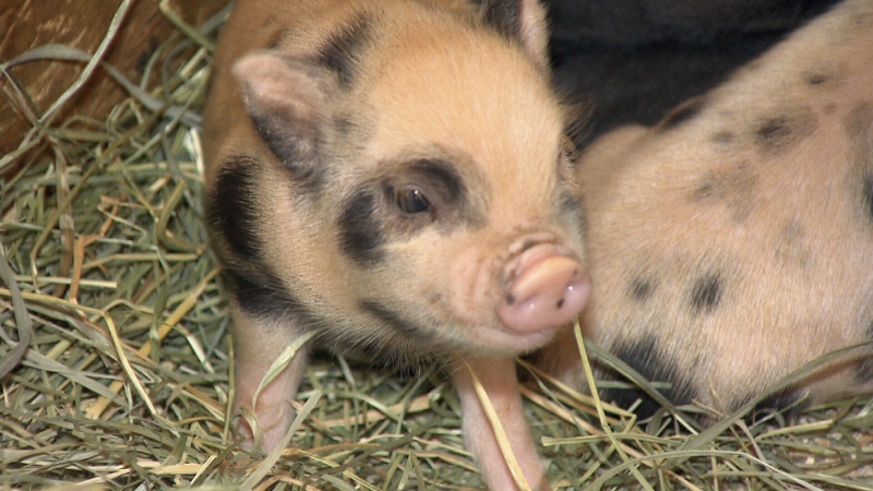 Micro pigs are growing in popularity, in large part due to celebrities like Victoria Beckham and Honey Boo Boo, who both have owned pet micro pigs. 
