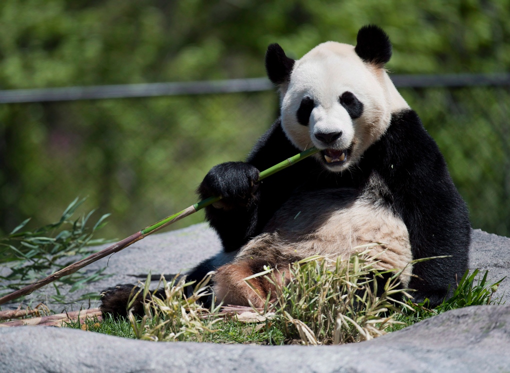 Panda exhibit opens at Toronto zoo