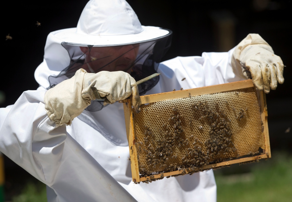 Could honeybees save Europe from land mines?