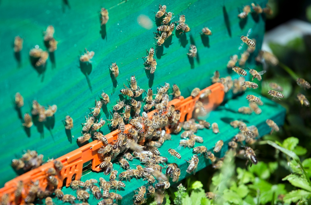 Croatia bees finding mines