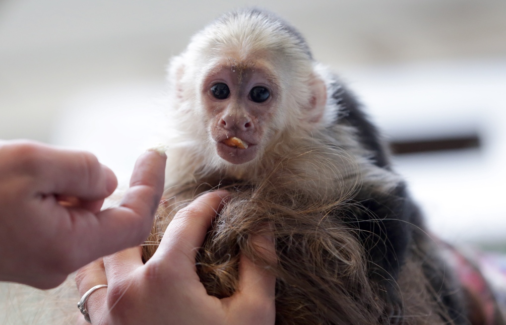 Capuchin monkey 'Mally' on April 2, 2013.