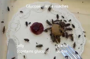 This image made from video provided by Ayako Wada-Katsumata shows glucose-averse German cockroaches avoiding a dab of jelly, which contains glucose, and favoring the peanut butter. (AP/Ayako Wada-Katsumata)
