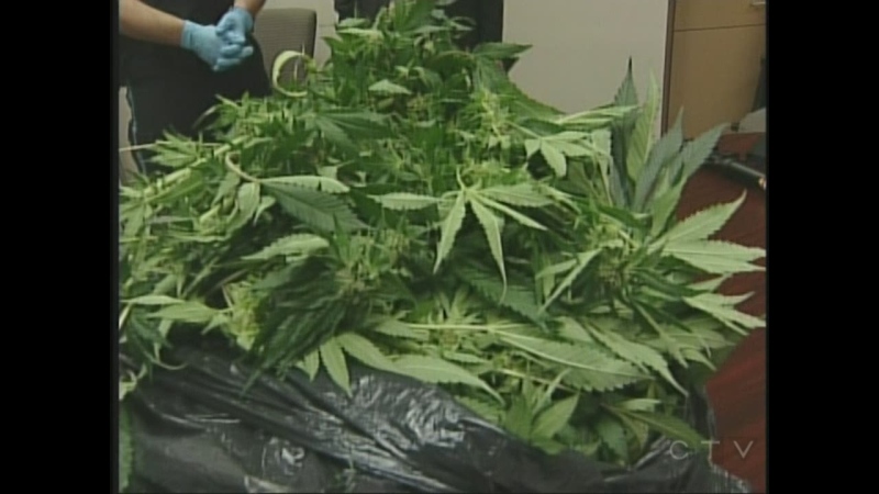 Elgin County OPP display marijuana plants seized during a raid in Central Elgin, Ont. on Thursday, May 23, 2013.
