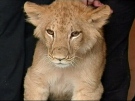 'Boomer' the African lion is seen after being captured by Quebec police on Thursday, May 1, 2008.