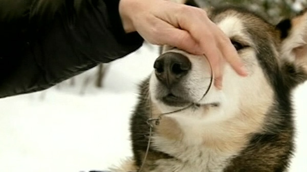 A pet owner demonstrates how this snare trap closed her dog's jaw shut