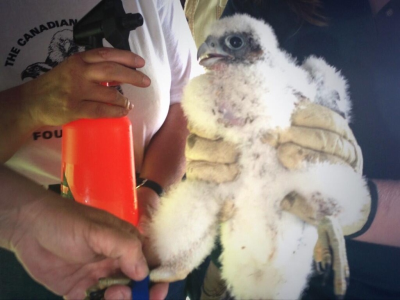 The newest members of Windsor's peregrine falcon family were banded in Windsor, Ont., on Friday, May 31, 2013. (Sacha Long / CTV Windsor)