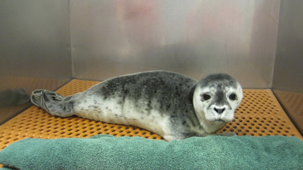 Rescued Harbour seal pup