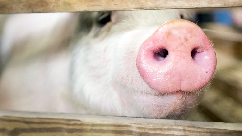 Man who left 1,500 pigs to die banned for life from owning or caring for  animals | CTV News