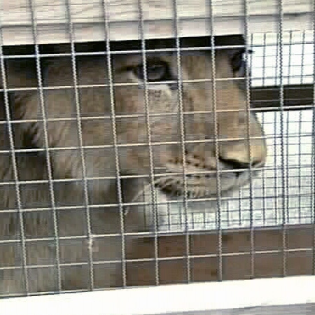 "Boomer" the lion was transported to Granby Zoo near Montreal, Tuesday, May 1, 2008.