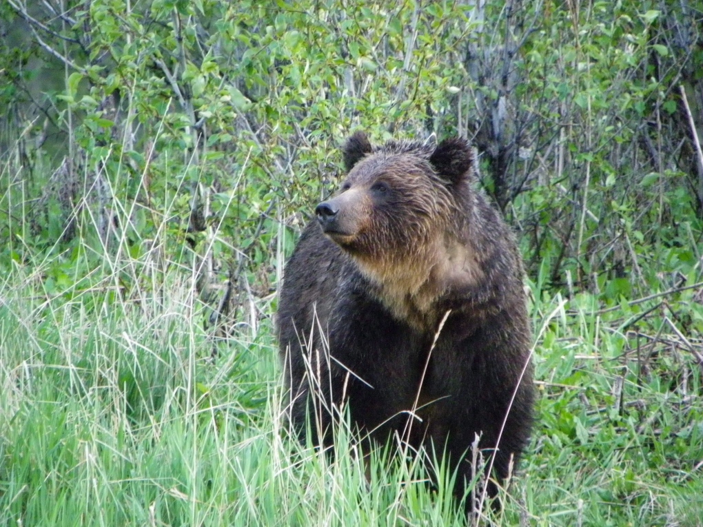 Grizzly bear deaths raise concerns