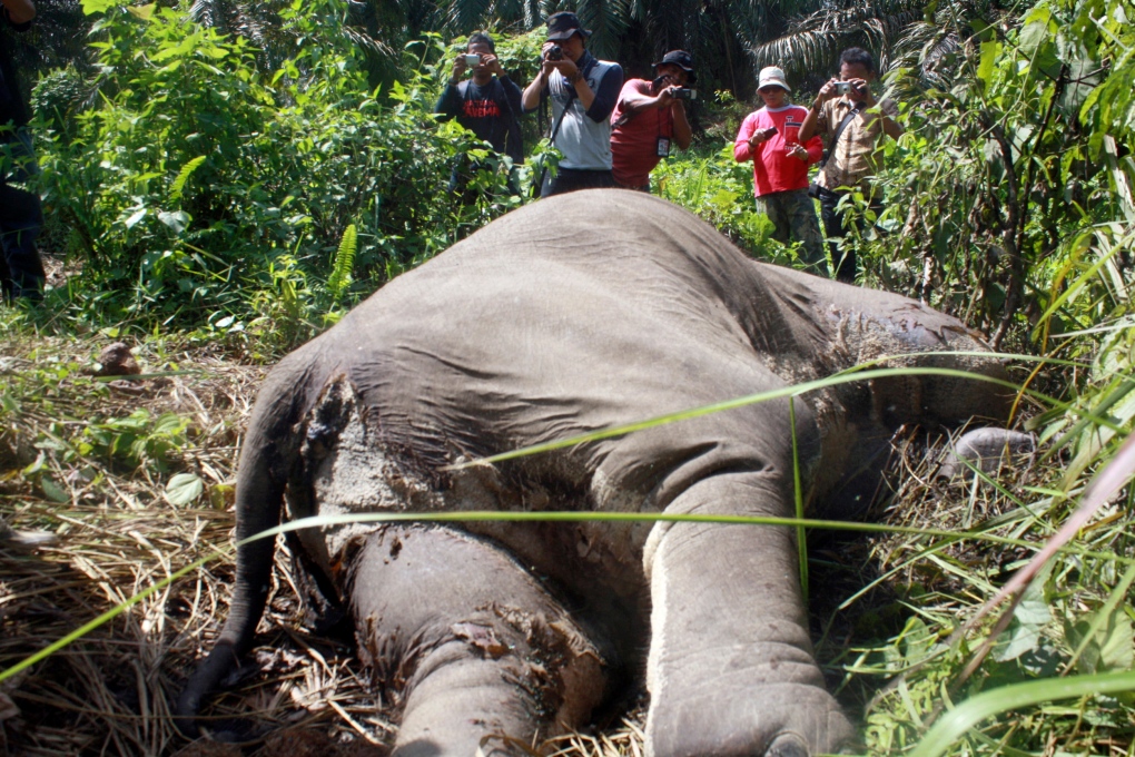 Sumatran elephants killed