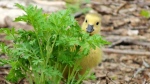 Canada goose gosling at Fort Whyte Centre. Photo by Jodi Robertson.