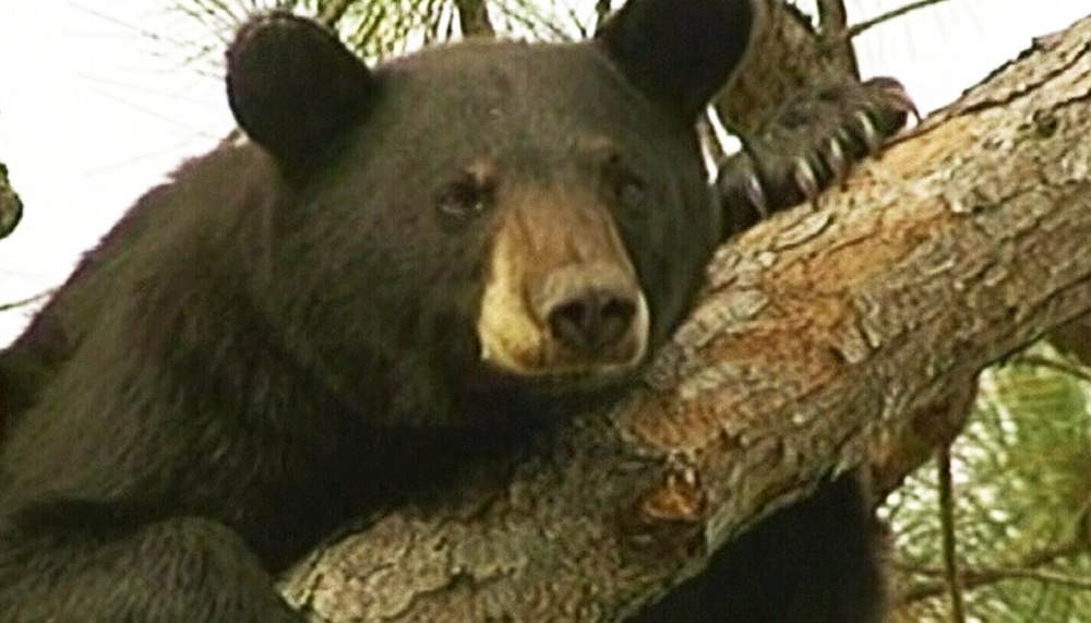 CTV Northern Ontario: Bears in the Soo