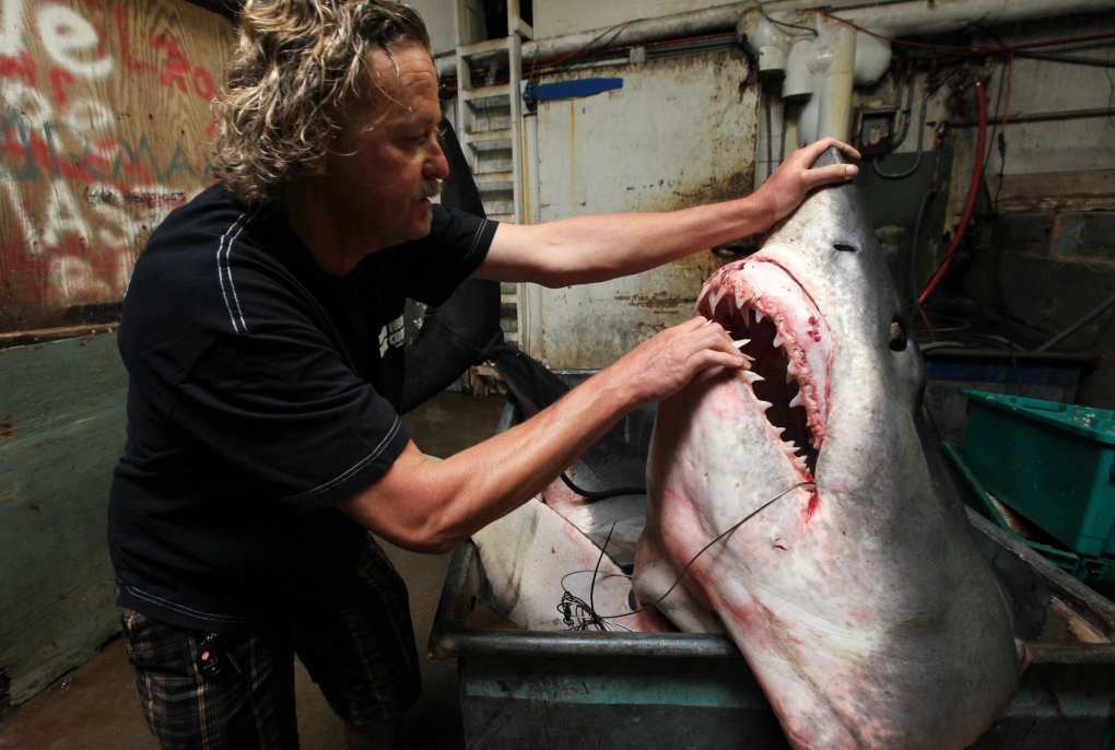 Large mako shark caught off California coast could be record