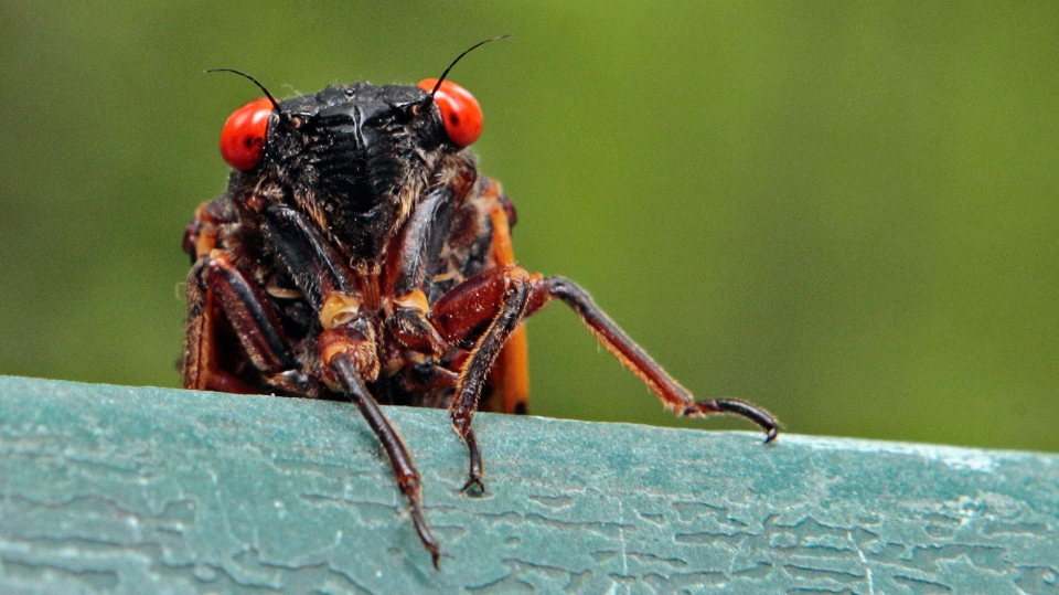 Cicadas are back and ready to mate