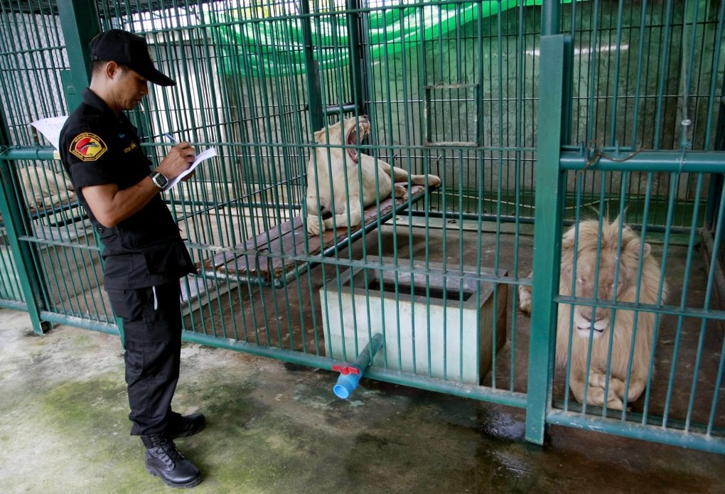 Thailand police find albino lions