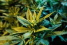 This file photo shows a medical marijuana plant at a dispensary in Seattle on Wednesday, Nov. 7, 2012. (AP / Ted S. Warren)
