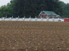 Tobacco field near Delhi, Ontario, seen on June 10, 2013.