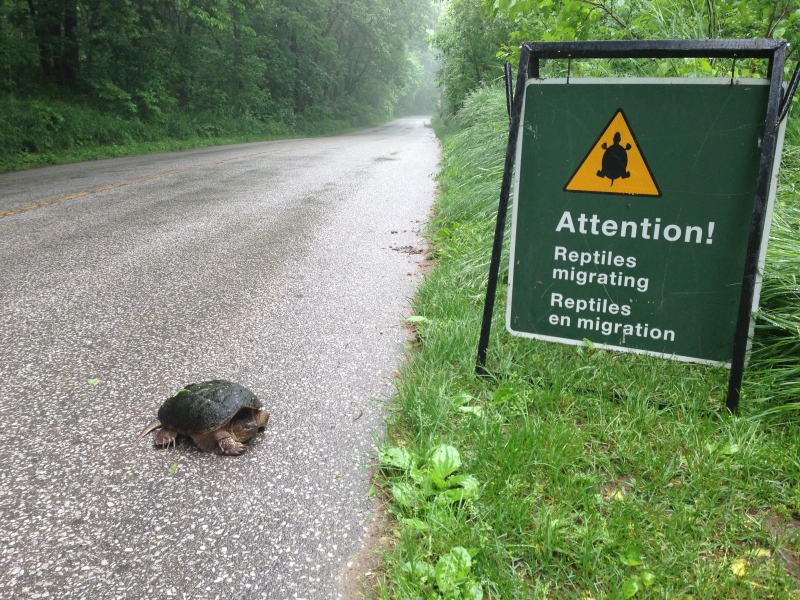Snapping turtle crosses the road at Point Pelee National Park on Monday, June 10, 2013. (Sacha Long / CTV Windsor)