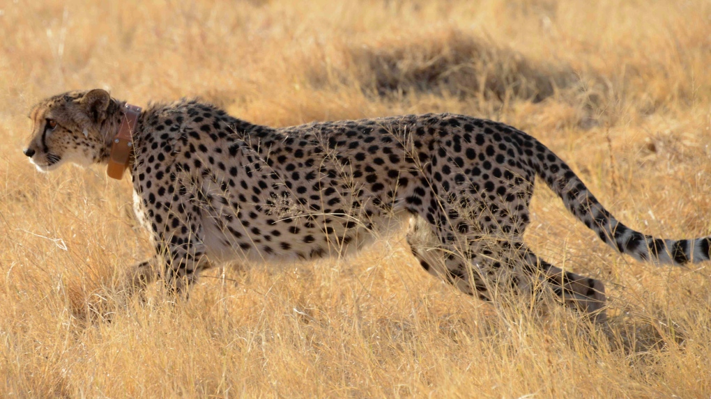Cheetah generic
