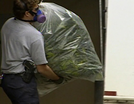 A member of a marijuana enforcement team shuts down a grow-op in 2006.