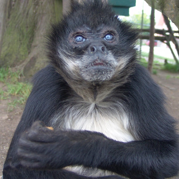 Mia, the spider monkey, has been reported missing from Greater Vancouver Zoo. (Undated photo. Greater Vancouver Zoo for ctvbc.ca)