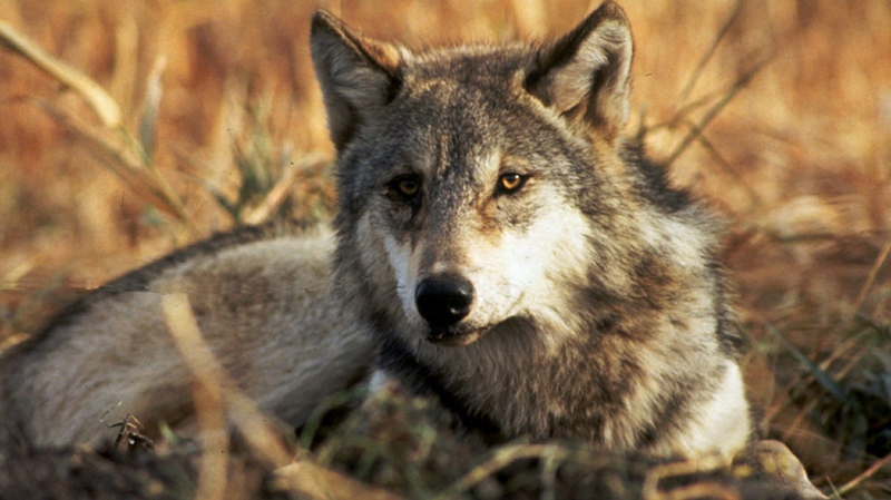 In this undated file photo provided by the U.S. Fish and Wildlife Service a gray wolf is shown.
