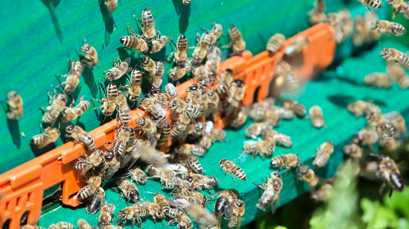 Ont. beekeepers reject bee health report