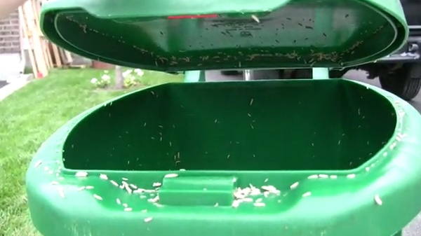 Many Ottawa residents have complained about maggots in their green bins during the warm summer months. 