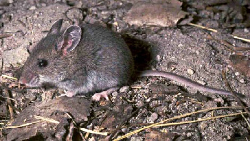 The deer mouse is a common rodent associated with carrying the hantavirus. 