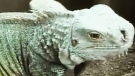 CTV Windsor: Search on for six-foot iguana