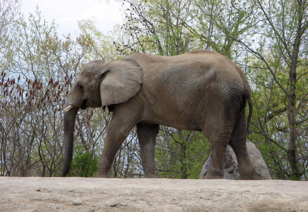 Energy project to use manure from Toronto Zoo