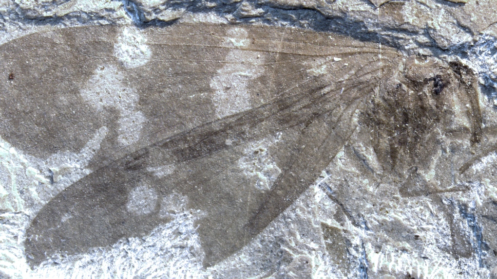 Scorpionfly fossil found in B.C.