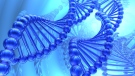 A DNA strand is shown in this illustration. (suravid / shutterstock.com)