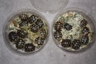 Canada Border Services Agency released a photo of tortoises seized at the Ambassador Bridge in Windsor, Ont.