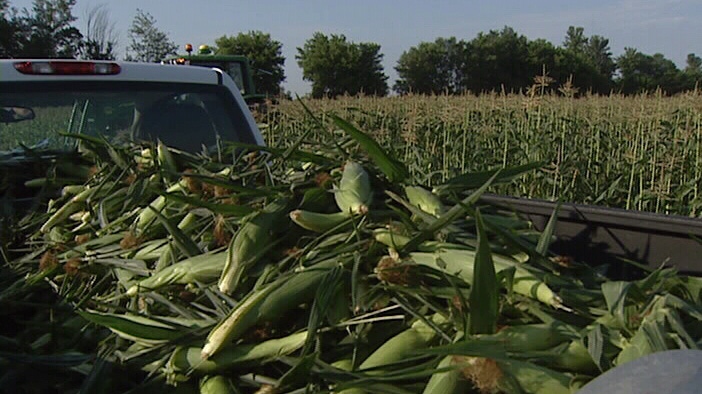 Local bumper crop of sweet corn