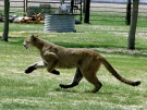 Linda Dyck's picture is proof this cougar sighting is the real deal.