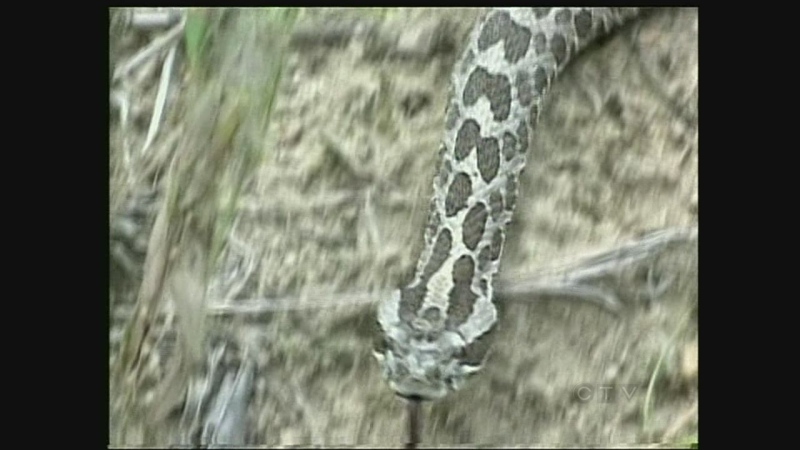 The massasauga rattlesnake is the only venomous snake in Ontario. 