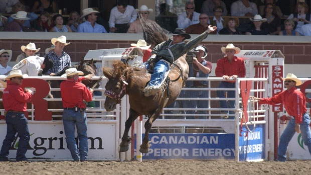 legendary Stampede bucking horse, Coconut Roll, St