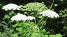 Giant Hogweed is shown in this photo released by the Upper Thames River Conservation Authority.