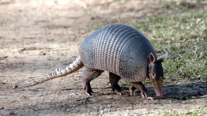This Jan. 15, 2009 picture made available by the Texas Parks and Wildlife Department shows a nine-banded armadillo in Texas. (AP Photo/Texas Parks and Wildlife, Chase A. Fountain)