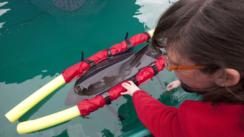 Vancouver Aquarium employee Amelia Macrae attends to a porpoise named Siyay that was stranded off Saltspring Island at the Vancouver Aquarium's Marine Mammal Rescue Centre in Vancouver, Wednesday, April 27, 2011. (THE CANADIAN PRESS/Jonathan Hayward)