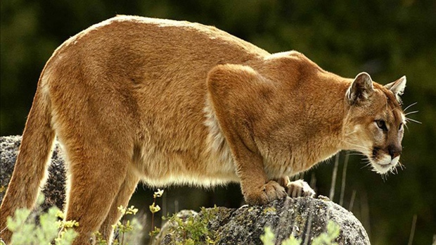 Cougar (file photo)